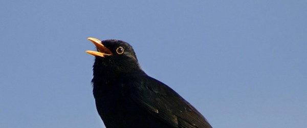 amselgr-600x250-crop-47-22.jpg