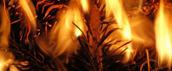weihnachtsbaum-brand-nadeln-11119780-kopf-465x262-600x250-crop-61-52.jpg